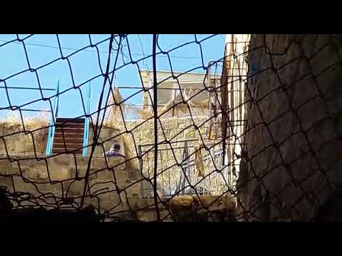 بالفيديو :مستوطنون يقتحمون منازل المواطنين في البلدة القديمة بالخليل