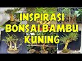 INSPIRASI BONSAI BAMBU KUNING