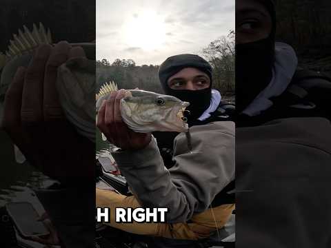 Spoon fishing for bass at lake Allatoona! #bassfishing #fishing