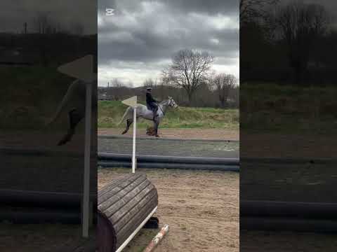 Stunning all rounder for sale - Image 2