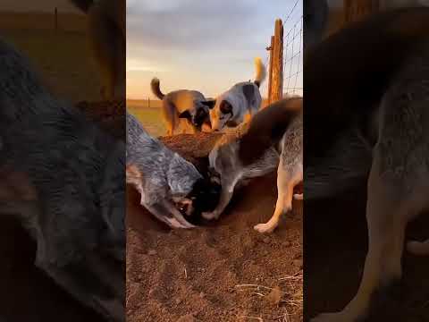 🐶💖Dogs Dug Into the Ground — And Found a Stolen Kitten🐱 #animals #wildliferescue #lovestory #rescue