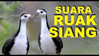 Download lagu Paddy birds #Paddy birds #Paddyfieldbirdssound #Paddyfieldbirds #soundbirds mp3 Download lagu Paddy birds #Paddy birds #Paddyfieldbirdssound #Paddyfieldbirds #soundbirds mp3