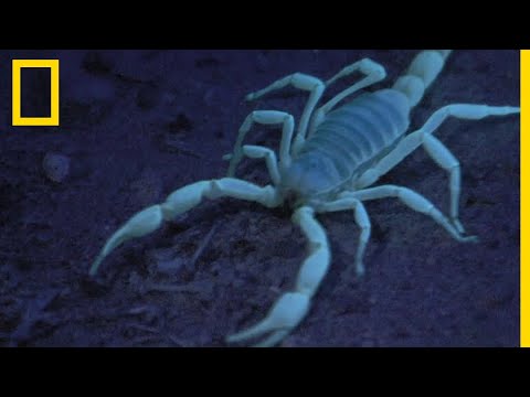 Le scorpion, redoutable chasseur... et cannibale