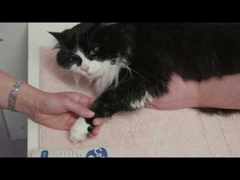 How to measure a cat's blood pressure
