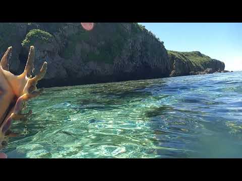 危ない‼毒針を持つアンボイナガイ⁉