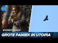 Kip valt ten prooi aan roofvogel! | UTOPIA