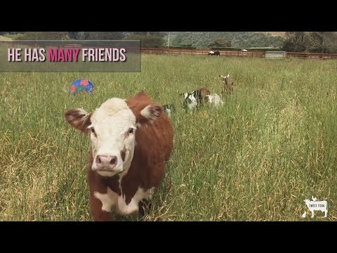 The Unusual Farm Best Friends
