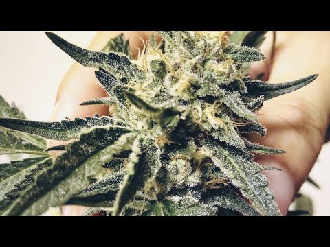 Tha Boss ( Hmong Rapper )