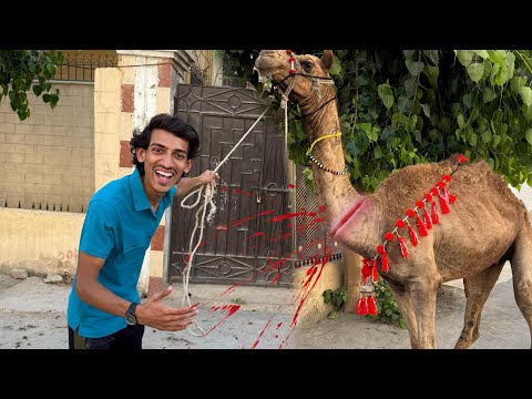 Alhumdullilah Camel Ko Ziba Kardia 😍| Pumpi Ka Dost Nahi Raha 🥹|