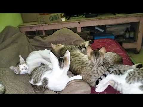 All the cats are having fun in one place.🙄