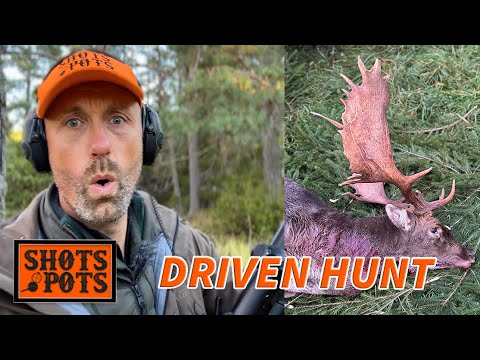 HUNTING DRIVEN ROE AND FALLOW DEER