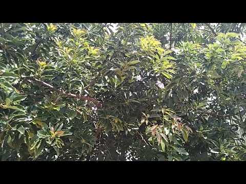 Acaba com  infecção urinaria com o chá da folha de abacate/Núbia Sales