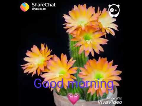 See how flower came on THE cactus by saying good