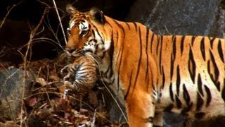 Wild tiger cub - for the first time on film - David Attenborough - Tiger Spy in the Jungle - BBC