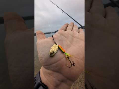 Catching Yellow Perch with Rooster tail Spinner fishing bait lure | ASMR #fishing