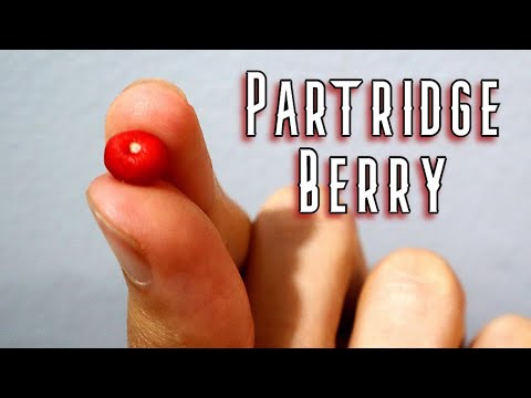 PARTRIDGE BERRIES - Trying 3 Different Fruits With The Same Name - Weird Fruit Explorer