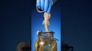 Download lagu Male Sharks vs Female Sharks mp3