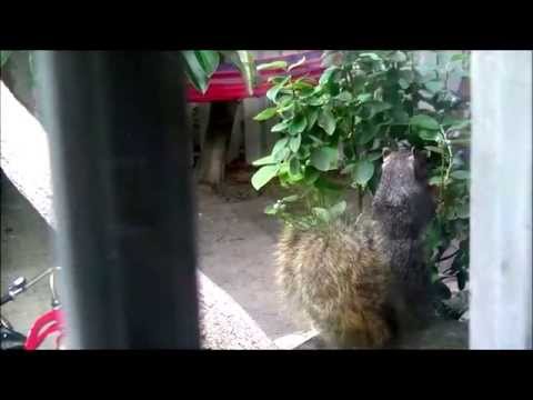 Squirrel eating our blueberries