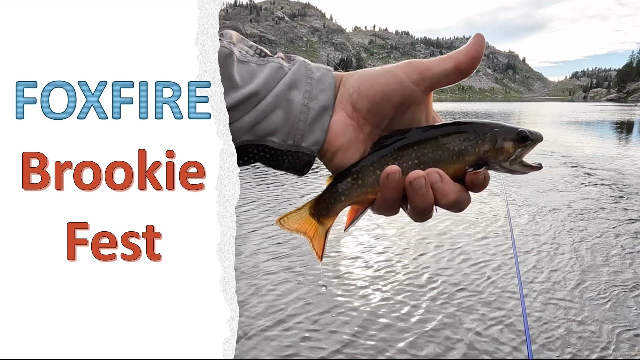 DRAGONtail FOXFIRE Brookie Fest!