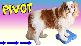 How to Teach a Dog Perch to Pivot | Cavalier King Charles Spaniel Training with Dexter