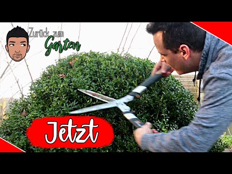 Frühjahrsschnitt (Teil 2) Gräser, Sommerflieder, Buxbaum,Rosen, Hortensien