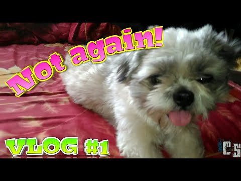 Annoying My Dog | VLOG #1