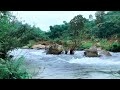 Birds Chirping - Calming River Sounds, Forest Sounds, Pleasant Melodies of Nature - Relaxing
