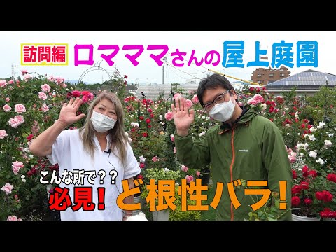 園芸 公式または非公式の庭園