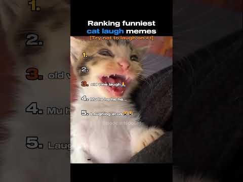 Funniest cat laugh memes #ranking #funny #memes #cats #laugh #shorts