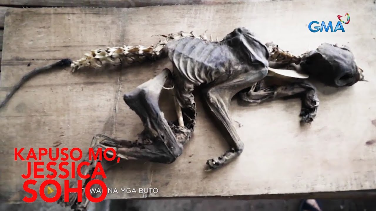 Putar video BUTO NA NAKITA SA ISANG BAHAY SA NEGROS OCCIDENTAL, LABI NGA BA NG SIGBIN | Kapuso Mo, Jessica Soho sekarang BUTO NA NAKITA SA ISANG BAHAY SA NEGROS OCCIDENTAL, LABI NGA BA NG SIGBIN | Kapuso Mo, Jessica Soho