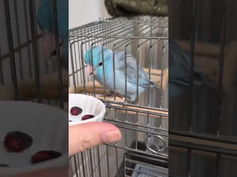 【世界最小インコ】大好きなコーンが黒かった時の反応 #shorts