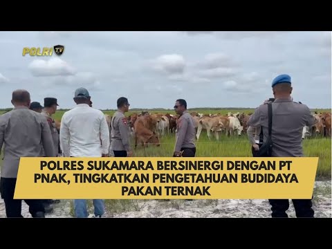 POLRES SUKAMARA BERSINERGI DENGAN PT PNAK, TINGKATKAN PENGETAHUAN BUDIDAYA PAKAN TERNAK