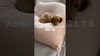 犬が飼い主をお出迎えする理由3選 #犬 #いぬ #犬との暮らし #愛犬 #犬のいる暮らし #犬のいる生活 #犬好き #犬動画 #犬がいる生活 #いぬのきもち VOICEVOX:ずんだもん