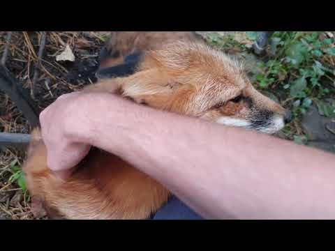 Алиса - лиса. Скрипит, звук потише сделайте