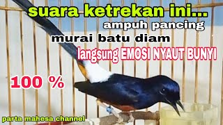 Download lagu Suara Ketrekan Murai batu Ampuh Pancing Emosi Murai Diam Langsung NYAUT BUNYI mp3