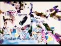 Thick Pigeon - Sudan (Acoustic)