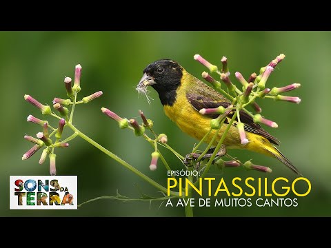 Goldfinch sings and delights with its skillful imitation.