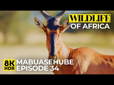 Immersive African Wildlife Experience - Ep 34 | 8K HDR Animals & Intact Nature of Mabuasehube