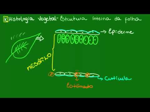 Estrutura interna da folha - Botânica - Biologia