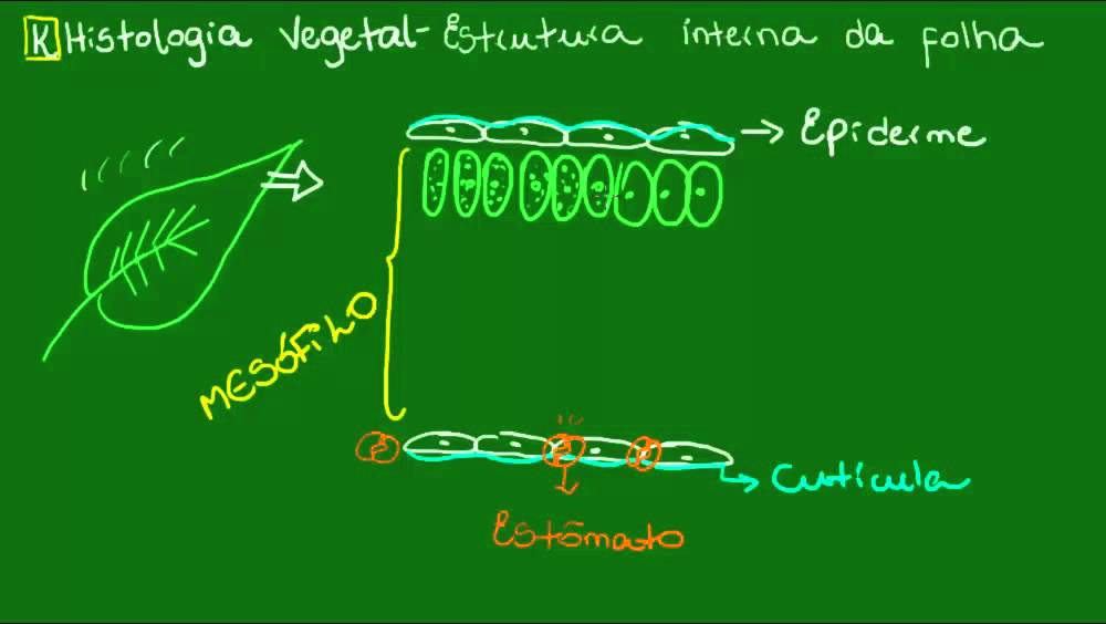 Estrutura interna da folha - Botânica - Biologia