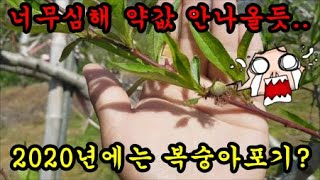 복숭아 서리피해와 냉해피해가 너무심해서 농사포기할수도 있어요