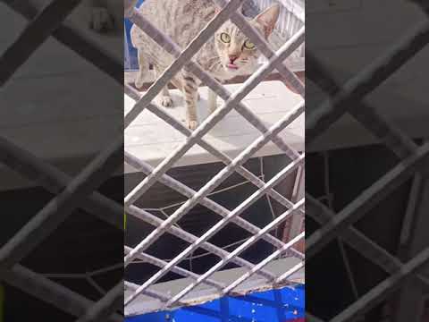 you can see how this street cat is asking for food from us # by the way I have name this  cocko
