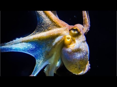 Forscher in Sorge: Kraken kündigen mögliche weltweite Katastrophe an