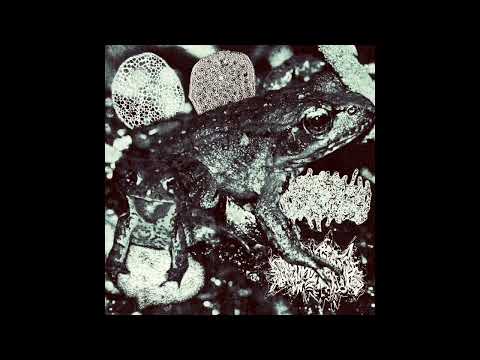 Ooohaga  - The Mutant Toad Anomaly