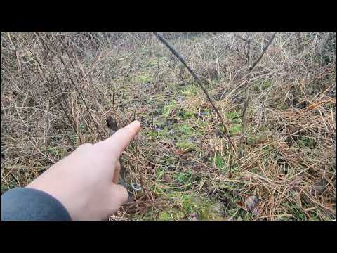 Setting snares on trails for coyotes