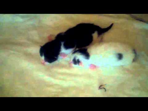 Fluffy's Kittens 3 Days Old-Umbilical Cord fell off