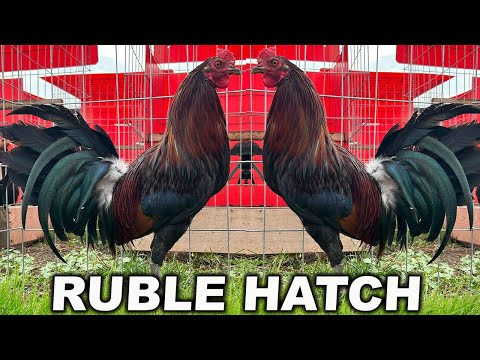 Sweater Kelso 20k Ruble Hatch Asil Plummer RED NEWARK FARM - Beautiful Birds Farm Visit