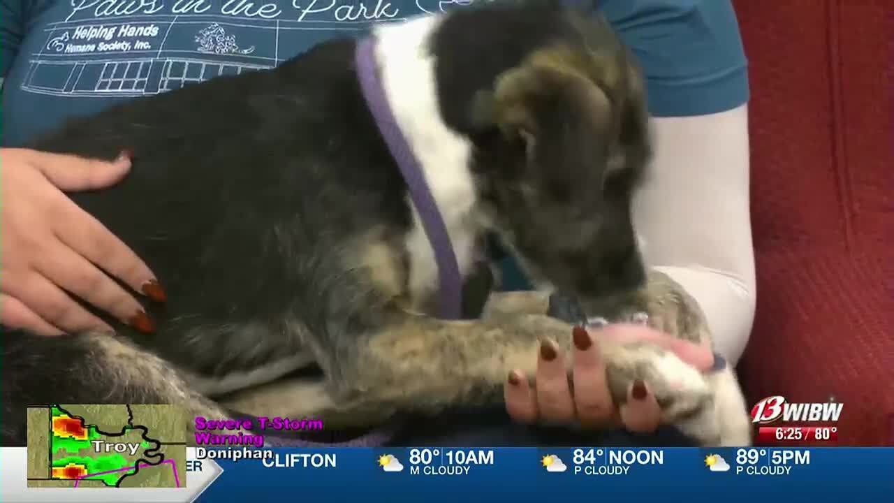 HHHS - Meet Pancake the Dog