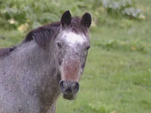 Horses: Close Up and Very Personal
