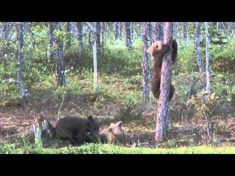 Karhunpennut - Bear Cubs